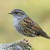 Dunnock