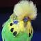 Budgie