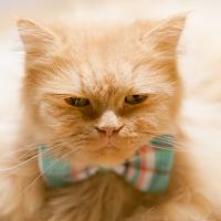 Advocat