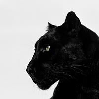suedepanther