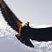 eaglesoar19