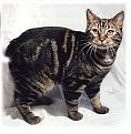 Click image for larger version

Name:	Manx_cat_by_Karen_Weaver.jpg
Views:	1
Size:	14.7 KB
ID:	1170614