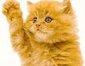 Click image for larger version

Name:	Cat-waving-hi-X36R5H4OCE.jpg
Views:	1
Size:	12.8 KB
ID:	1155197