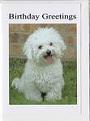 Click image for larger version

Name:	bichon birthday greeting.jpg
Views:	1
Size:	3.4 KB
ID:	1155242