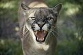 Click image for larger version

Name:	close-view-of-a-hissing-puma-or-jason-edwards.jpg
Views:	1
Size:	55.8 KB
ID:	1155634