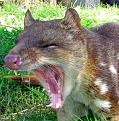 Click image for larger version

Name:	Quoll-Bark1-295x300[1].jpg
Views:	1
Size:	42.3 KB
ID:	1156192