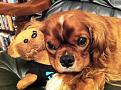 Click image for larger version

Name:	Jazzy and his Teddy.jpg
Views:	1
Size:	90.5 KB
ID:	1156662