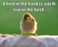 Click image for larger version

Name:	bird-in-the-hand.png
Views:	1
Size:	262.1 KB
ID:	1161464