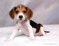 Click image for larger version

Name:	beagle.png
Views:	1
Size:	64.9 KB
ID:	1163355