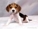 Click image for larger version

Name:	beagle.png
Views:	1
Size:	64.9 KB
ID:	1163355