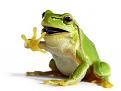 Click image for larger version

Name:	frog2.jpg
Views:	1
Size:	13.9 KB
ID:	1172167