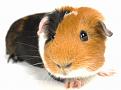 Click image for larger version

Name:	guinea-pig-1.jpg
Views:	1
Size:	39.8 KB
ID:	1174361