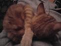 Click image for larger version

Name:	Photo0534.jpg
Views:	1
Size:	39.4 KB
ID:	1175985