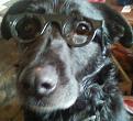 Click image for larger version

Name:	Super dog!.jpg
Views:	1
Size:	108.4 KB
ID:	1175986