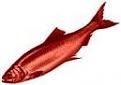 Click image for larger version

Name:	RED HERRING.jpg
Views:	1
Size:	2.2 KB
ID:	1176354